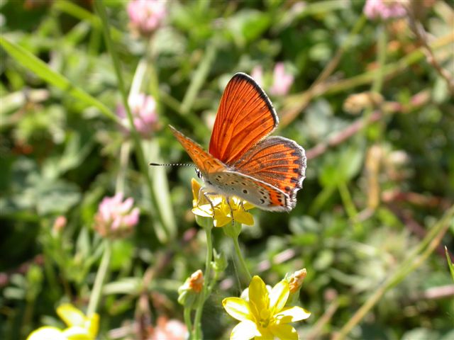 Lycaena thersamon?